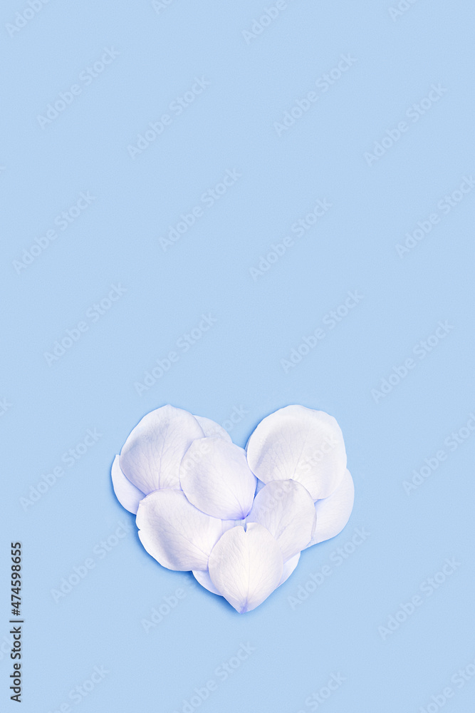 Tender heart made of rose petals on blue background. Heart form from white flower petals. Minimal Valentines card for February 14th. Festive valentine day concept. Flat lay, top view, pastel colors. Tender heart made of rose petals on blue background. Heart form from white flower petals. Minimal Valentines card for February 14th. Festive valentine day concept. Flat lay, top view, pastel colors.