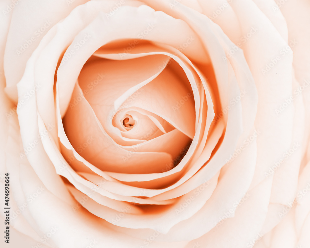 Close up white pink rose flower, delicate macro petals cream pastel colors, aesthetic floral background. Fresh tender bloom rose, fon for congratulations or wallpaper. Soft focus nature flowery Close up white pink rose flower, delicate macro petals cream pastel colors, aesthetic floral background. Fresh tender bloom rose, fon for congratulations or wallpaper. Soft focus nature flowery