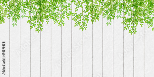 新緑　葉　壁　背景