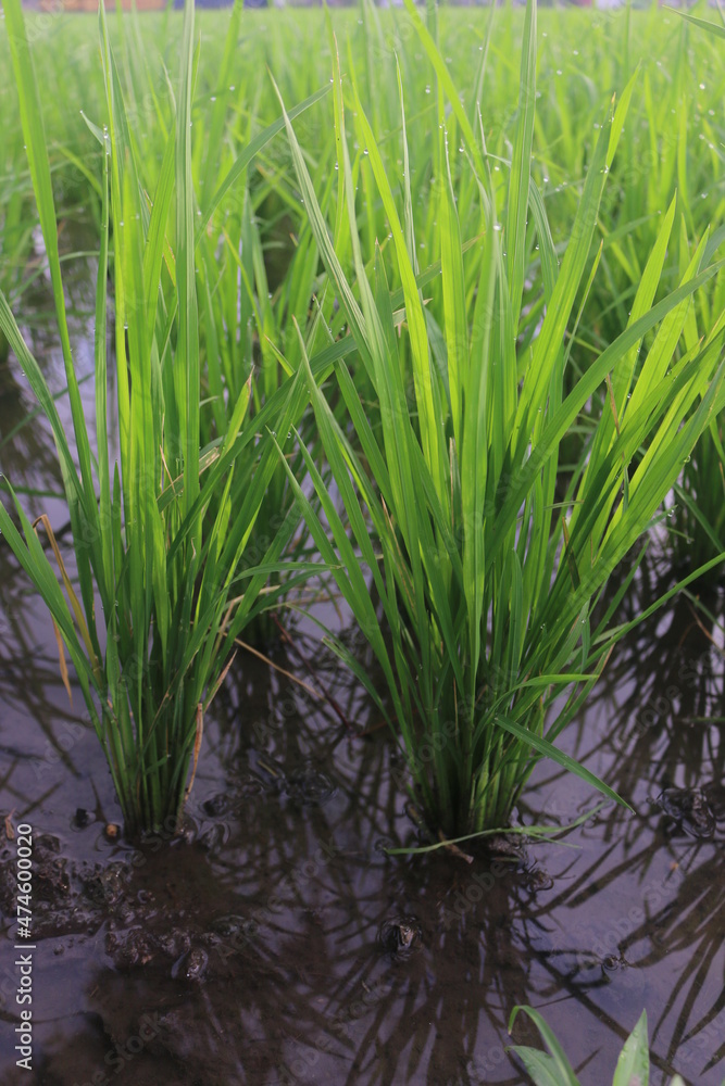 Obraz premium A month old rice plant that grows well looks green and filled with water to maintain the health of the rice so that it can grow well