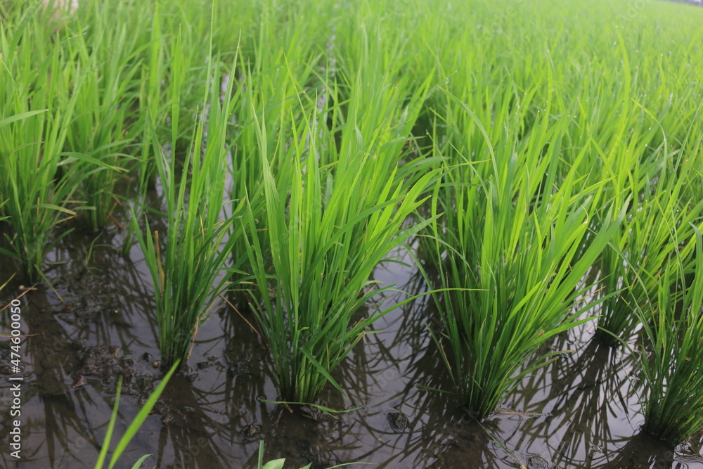 A month old rice plant that grows well looks green and filled with water to maintain the health of the rice so that it can grow well A month old rice plant that grows well looks green and filled with water to maintain the health of the rice so that it can grow well