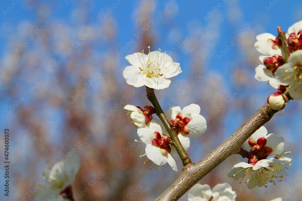 梅の花・梅ロード（福島県・郡山市）
