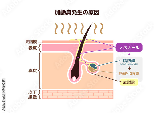 加齢臭の発生の仕組み ベクターイラスト