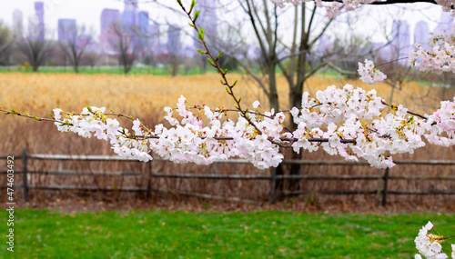spring flowers in the garden