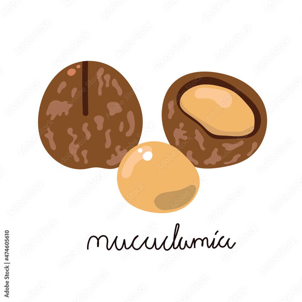 Hand drawn flat macadamia nuts. Hand drawn flat macadamia nuts.