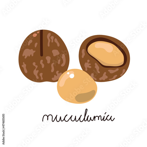 Hand drawn flat macadamia nuts. 