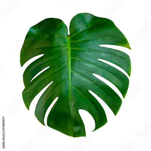 monstera leave texture tropical isolated on a white background with clipping path.