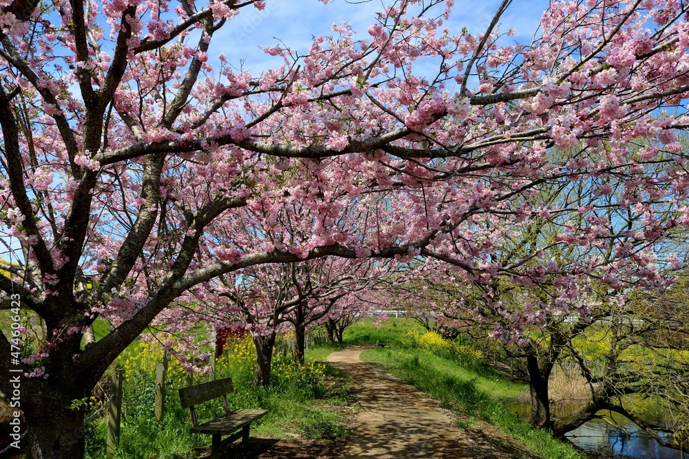 春　桜　菜の花　穏やかな風景