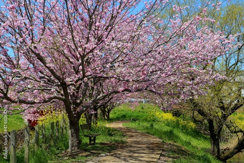すてきな桜 春 満開 風景