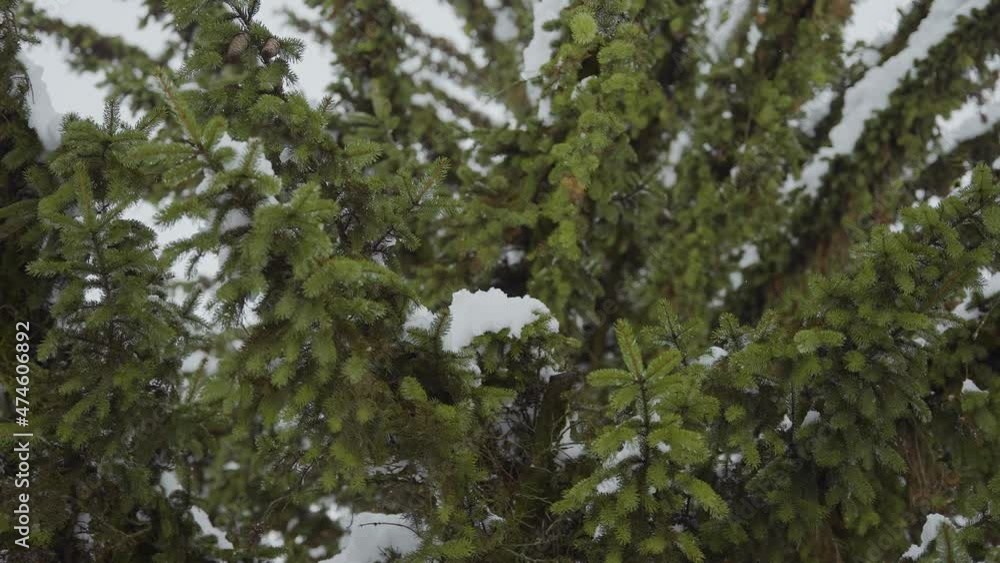 Forest in nature in 4k with trees and spruces covered in snow at wintertime after a snowstorm Forest in nature in 4k with trees and spruces covered in snow at wintertime after a snowstorm