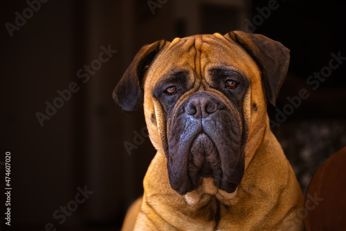 2021-12-12 CLOSE UP PORTRAIT PHOTO OF A MATURE BULLMASTIFF WITH A DARK BACKGROUND AND BEAUTIFUL EYES © Michael J Magee