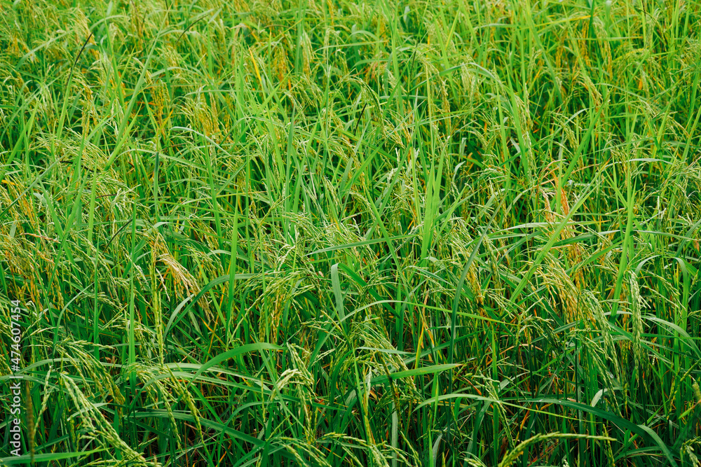 Rice planting, rice grains are already ripe. Rice planting, rice grains are already ripe.