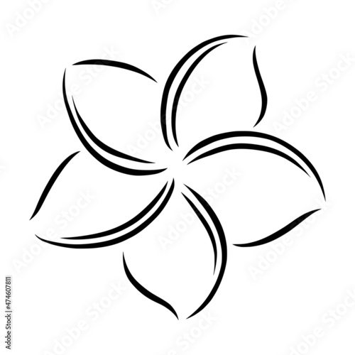 Frangipani or plumeria exotic summer flower. Engraved frangipani isolated in white background. Outline vector illustration