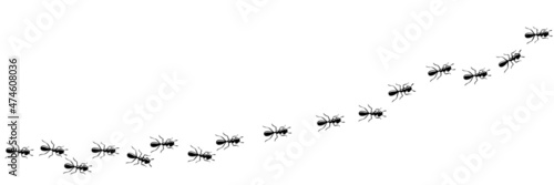 Ants marching in trail searching food. Ant path isolated in white background. Vector illustration