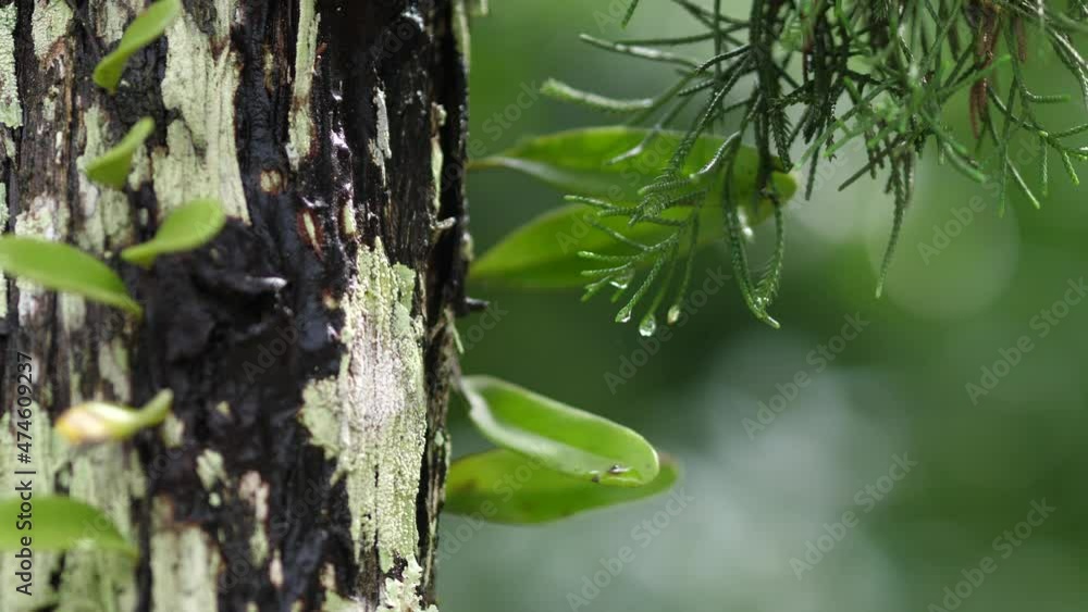 Water Drop Flows Down on a Leaf, Beautiful
Water Drop Flows Down on a Leaf, Beautiful