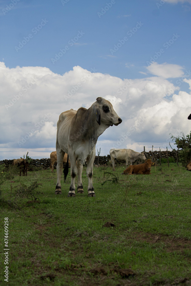 Fototapeta premium bull