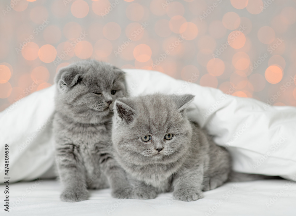 Two cute kittend sit together under warm white blanket with festive background