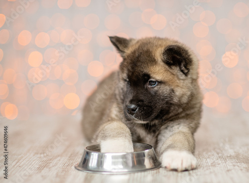 Hungry American Akita puppy lies near empty bowl