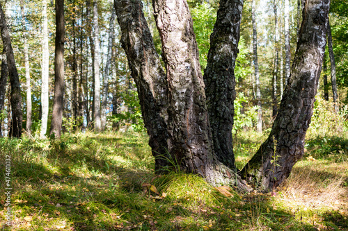 Four birches growing from one place in a birch grove on a summer day