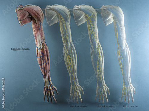 Full Upper Extremity Nerve Distribution Sectioned by Major Nerve w/ Musculature and Veins photo