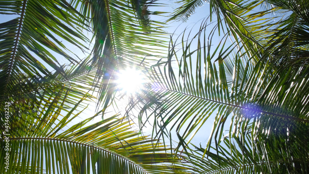 Majestic view of the sunbeams shining through palm tree leaves on the bright summer day in a tropical travel destination. Majestic view of the sunbeams shining through palm tree leaves on the bright summer day in a tropical travel destination.