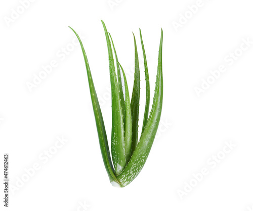 aloe vera fresh leaf with isolated background