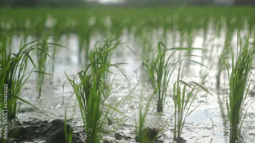 The nature scenery of wind moving green rice planted in the water field, Asian plantation, organic farming The nature scenery of wind moving green rice planted in the water field, Asian plantation, organic farming