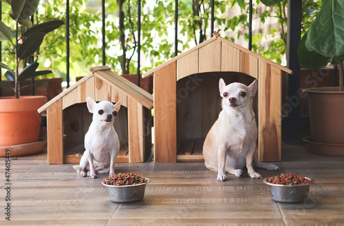 Canvas Print two  short hair  chihuahua dogs sitting  in front of  two wooden dog houses  with dog food bowls, looking at camera