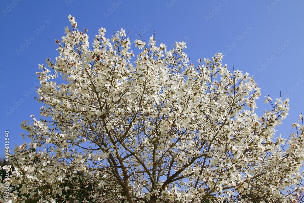 コブシ(田打ち桜) コブシ(田打ち桜)