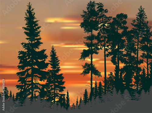 green high pines and fir trees forest at sunset