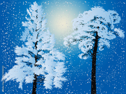 two winter firs on blue background