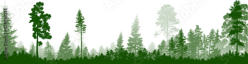 isolated high green pines and fir trees forest stripe © Alexander Potapov