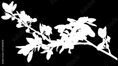plum tree blossoming branch isolated white silhouette