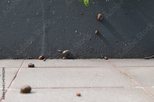 Obraz na płótnie Snails on the garden tiles 