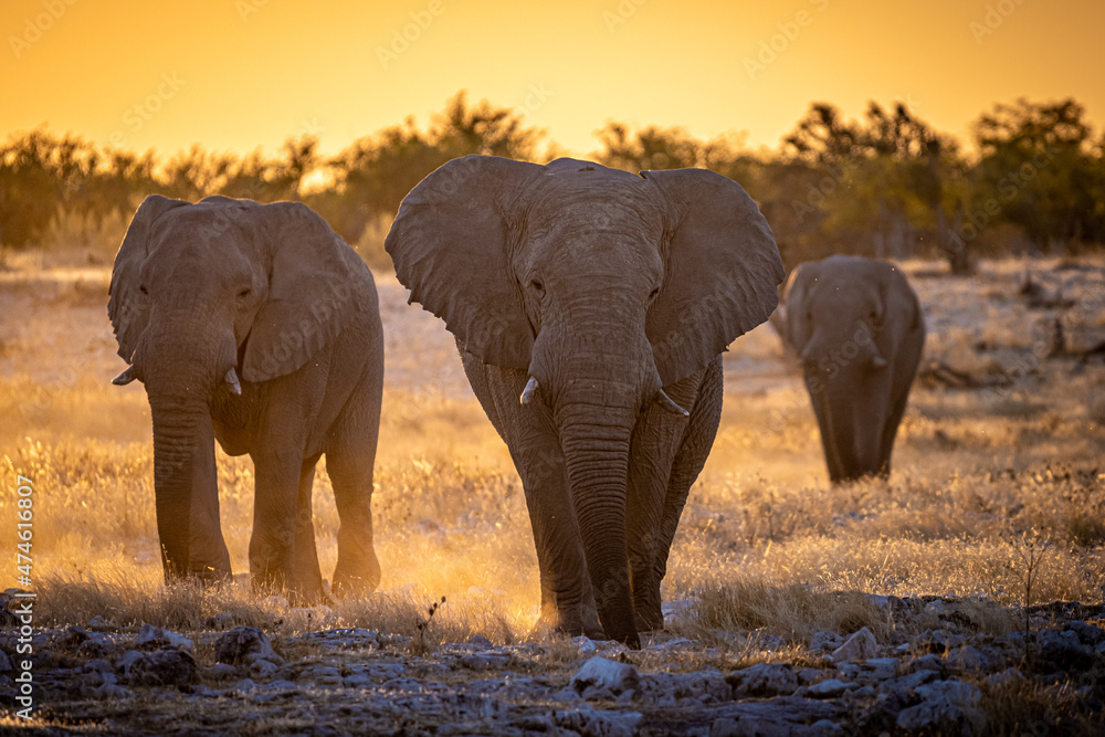 Elephants at sunset in Etosha Park, Namibia