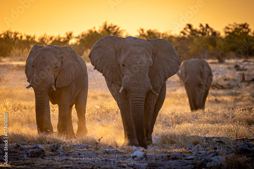 Elephants at sunset in Etosha Park  Namibia
