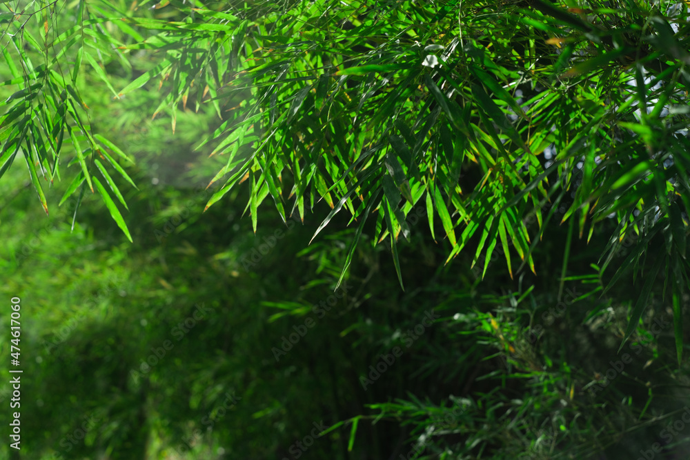 Bamboo leaves, Green leaf on blurred greenery background. Beautiful leaf texture in sunlight. Natural background. close-up of macro with free space for text. natural ecology summer. Bamboo leaves, Green leaf on blurred greenery background. Beautiful leaf texture in sunlight. Natural background. close-up of macro with free space for text. natural ecology summer.