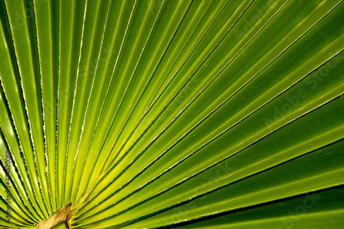 Real natural backround  close up of green palm leaves  yellow and green toning 