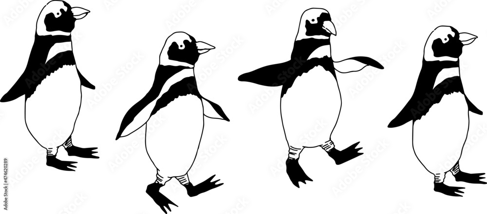 かわいいペンギンが歩く線画イラスト Stock Vector Adobe Stock