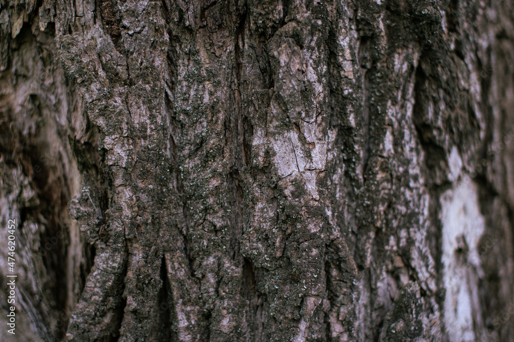 Wooden bark close up. Pattern and texture. Wooden bark close up. Pattern and texture.