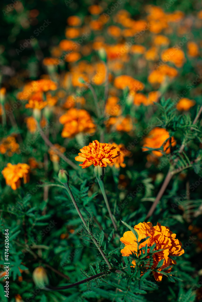 Marigold flowers in a flower bed.