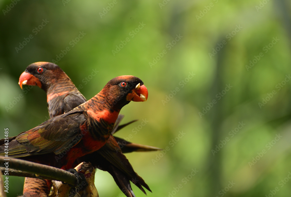 Pseudeos fuscata,  The dusky lory is a species of parrot in the family Psittaculidae and common names are the white rumped lory or the dusky orange lory and native to papua, Indonesia
