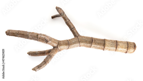 Cut of a branch of a crassula plant isolated on a white background.