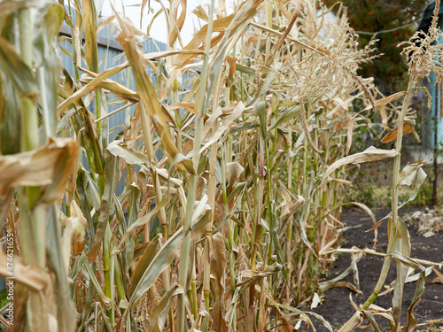 Corn dried up, autumn and lack of water led to rotting plants