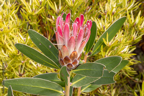 South African Wildflower: Portrait of a Protea taken in nature close to Napier in the Western Cape of South Africa photo
