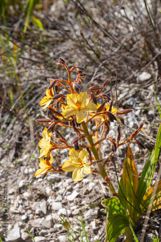 Yellow flowered Wachendorfia seen near Stanford in the Western Cape of South Africa