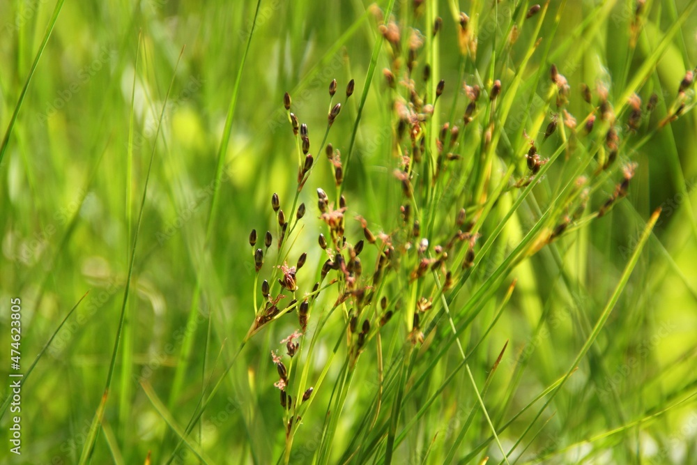 bright green cheerful fresh spring grass background bright green cheerful fresh spring grass background