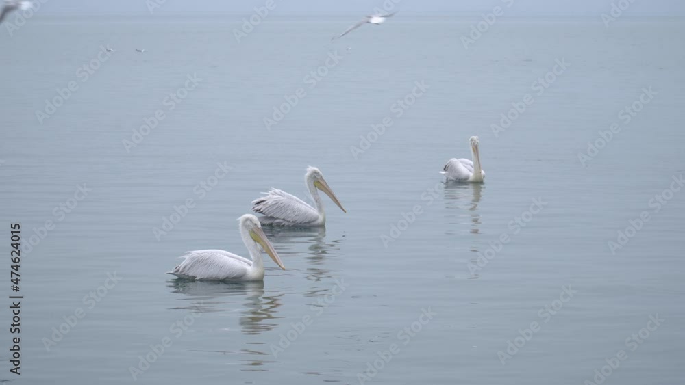 Pelicans swimming in the water with seagulls flying overhead Pelicans swimming in the water with seagulls flying overhead