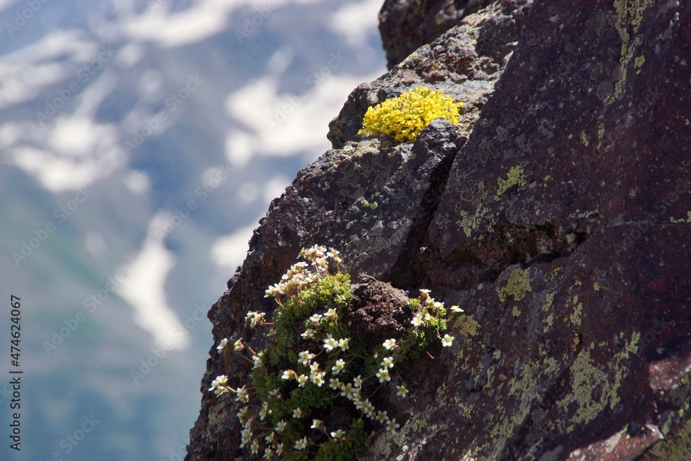 Natural rock background with alpine flowers of the Elbrus region Natural rock background with alpine flowers of the Elbrus region
