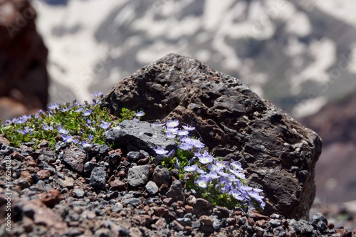 Natural rock background with alpine flowers of the Elbrus region